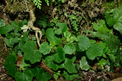 Hydrocotyle nepalensis