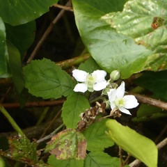 Rubus caesius