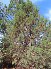 Juniperus occidentalis