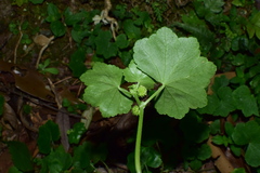 Hydrocotyle nepalensis