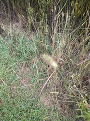 Setaria