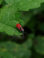 Anthocomus rufus