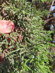 Juniperus occidentalis