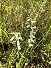Spiranthes incurva