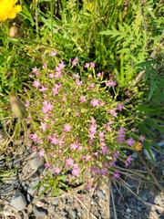Centaurium