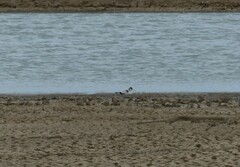 Recurvirostra avosetta