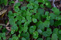 Hydrocotyle nepalensis