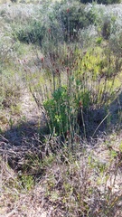 Willdenowia incurvata