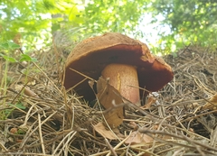 Neoboletus erythropus