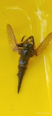 Amblyonychus