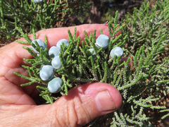 Juniperus occidentalis