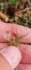Poa annua