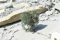 Seseli ponticum