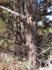 Juniperus occidentalis