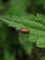 Anthocomus rufus