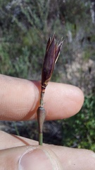 Willdenowia incurvata