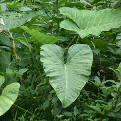 Xanthosoma robustum