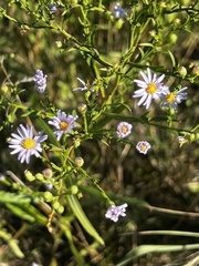 Symphyotrichum dumosum