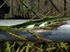 Leersia oryzoides
