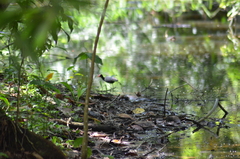 Jacana jacana
