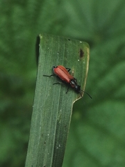 Anthocomus rufus