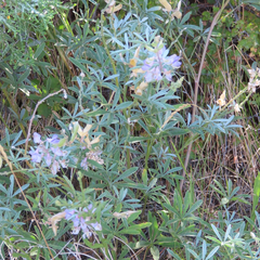 Lupinus argenteus