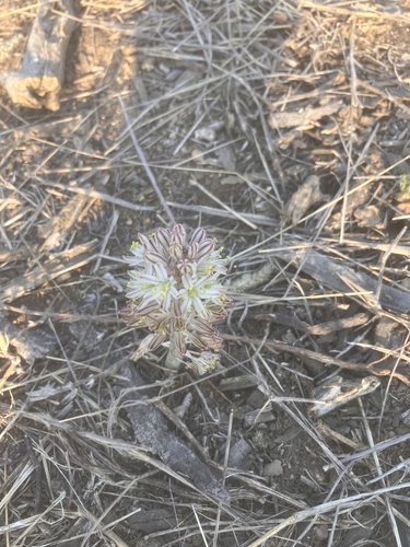 Drimia sanguinea