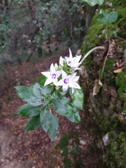 Campanula versicolor