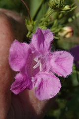 Agalinis fasciculata