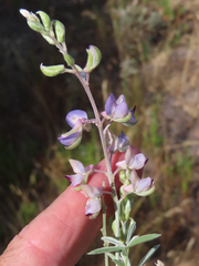 Lupinus argenteus