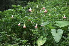Xanthosoma robustum