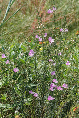 Agalinis fasciculata