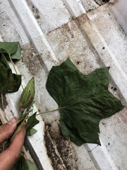 Platanus occidentalis