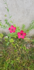 Linum grandiflorum