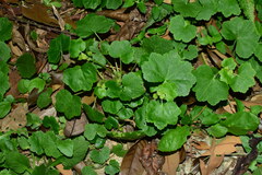 Hydrocotyle nepalensis