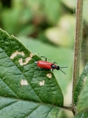 Anthocomus rufus