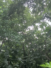 Semnopithecus hypoleucos