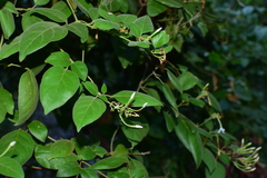 Jasminum sinense
