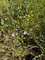 Symphyotrichum dumosum
