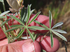 Lupinus argenteus