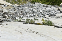 Seseli ponticum