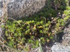 Polytrichum juniperinum