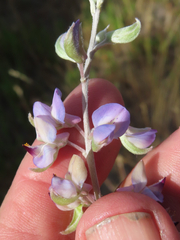 Lupinus argenteus