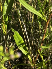 Symphyotrichum dumosum