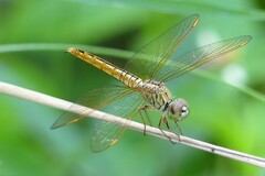 Brachythemis contaminata
