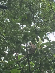 Semnopithecus hypoleucos