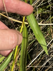 Symphyotrichum dumosum
