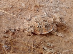 Phrynosoma goodei