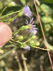 Symphyotrichum dumosum