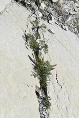 Seseli ponticum